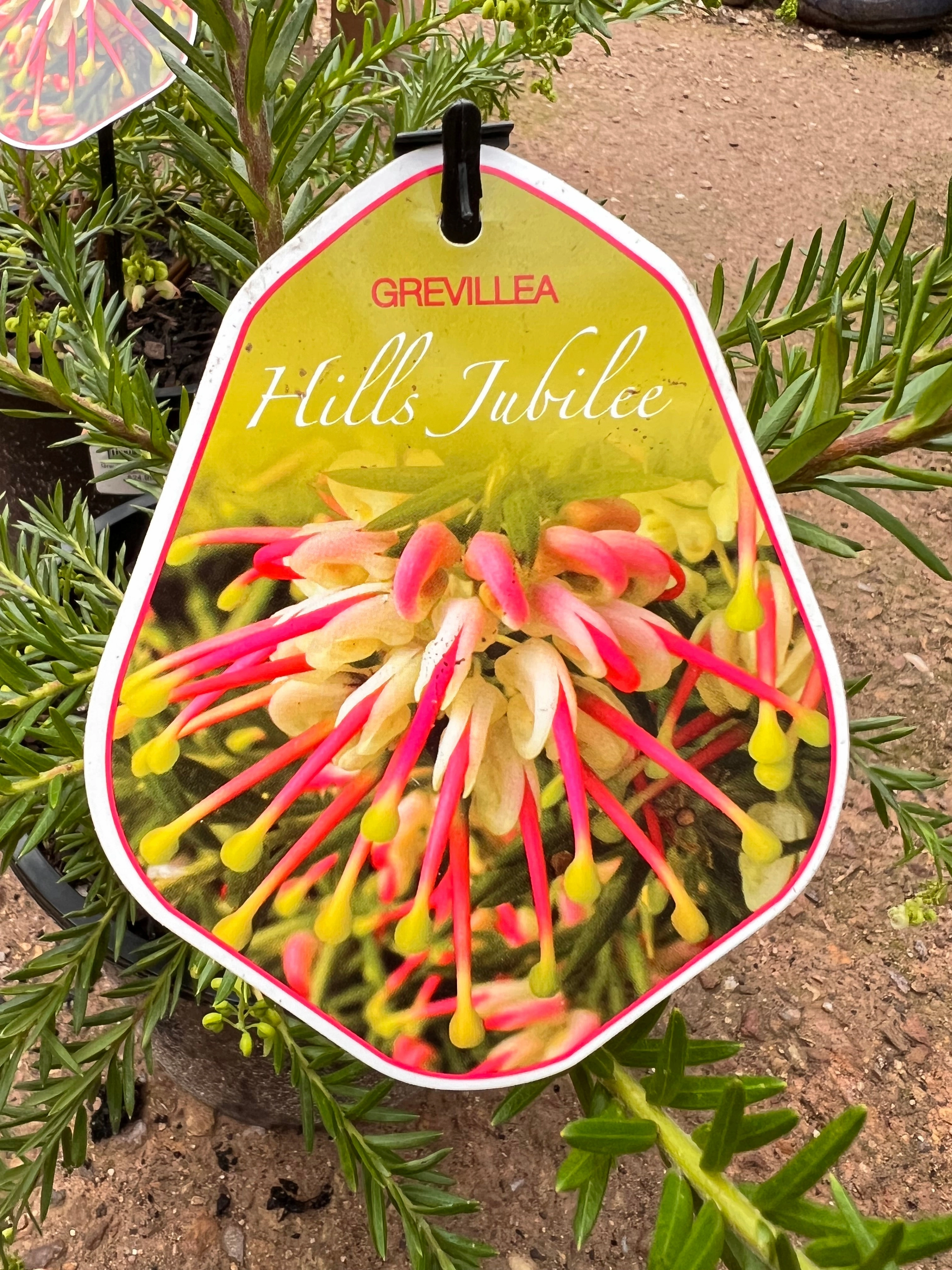 Grevillea 'Hills Jubilee'