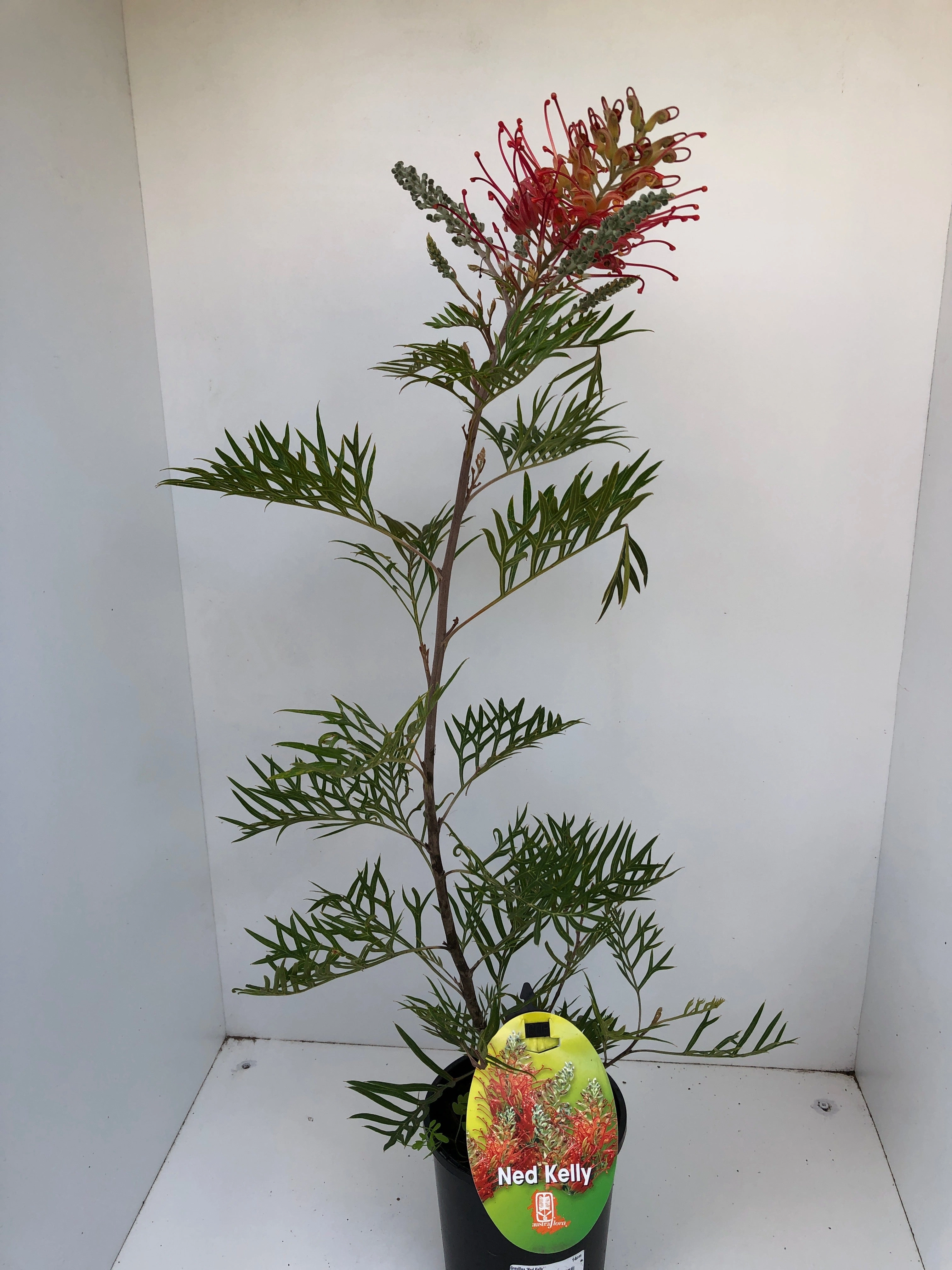 Grevillea 'Ned Kelly'