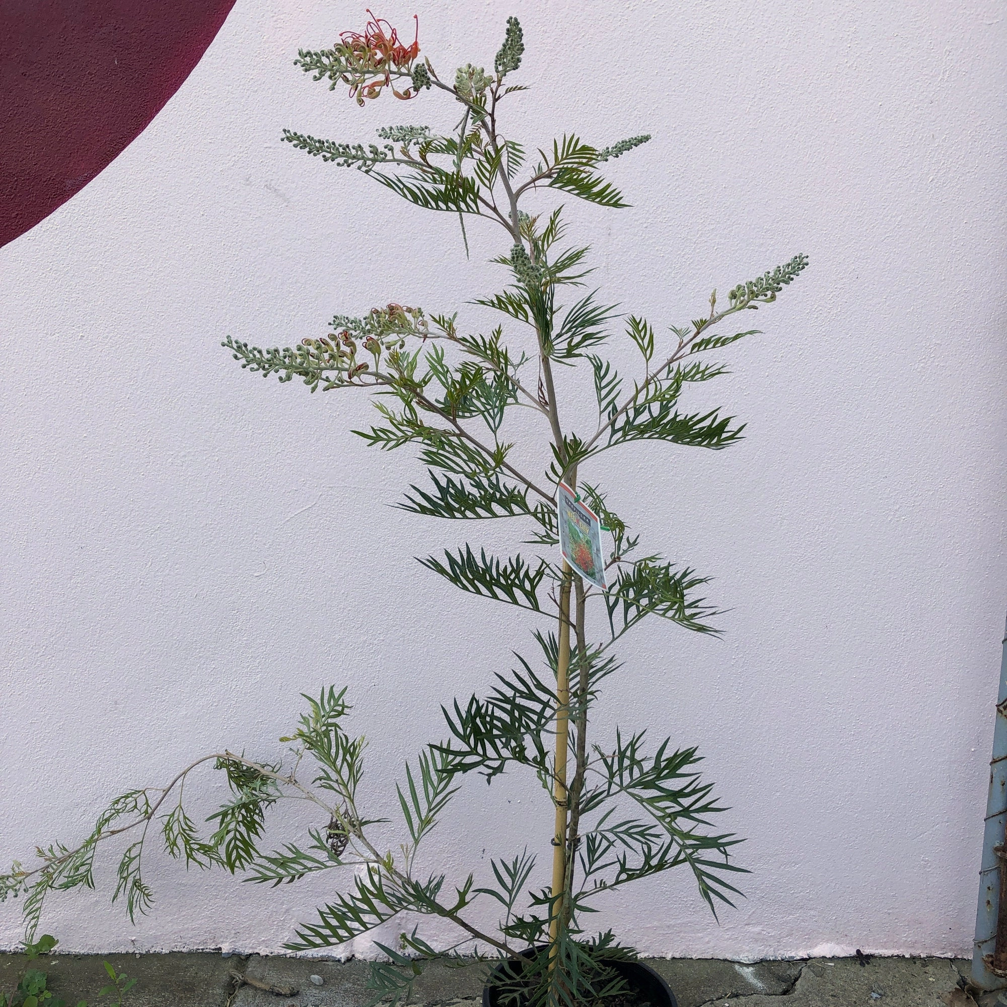 Grevillea 'Ned Kelly'