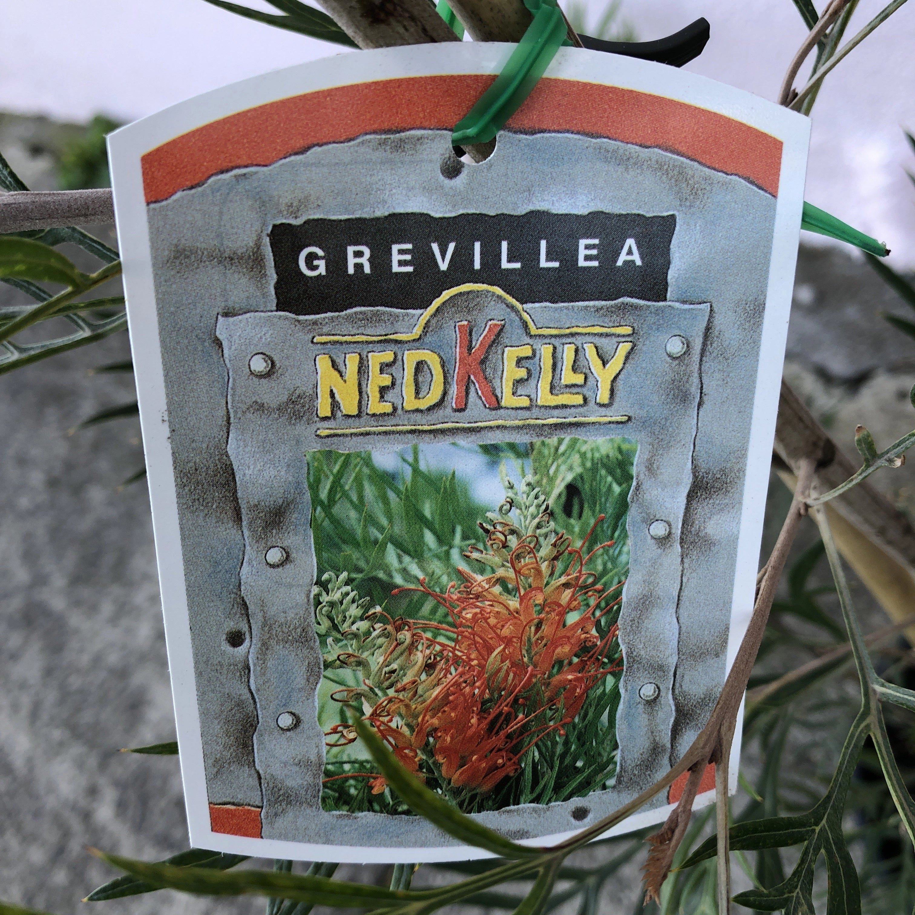Grevillea 'Ned Kelly'