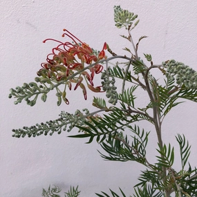 Grevillea 'Ned Kelly' small flower pot  