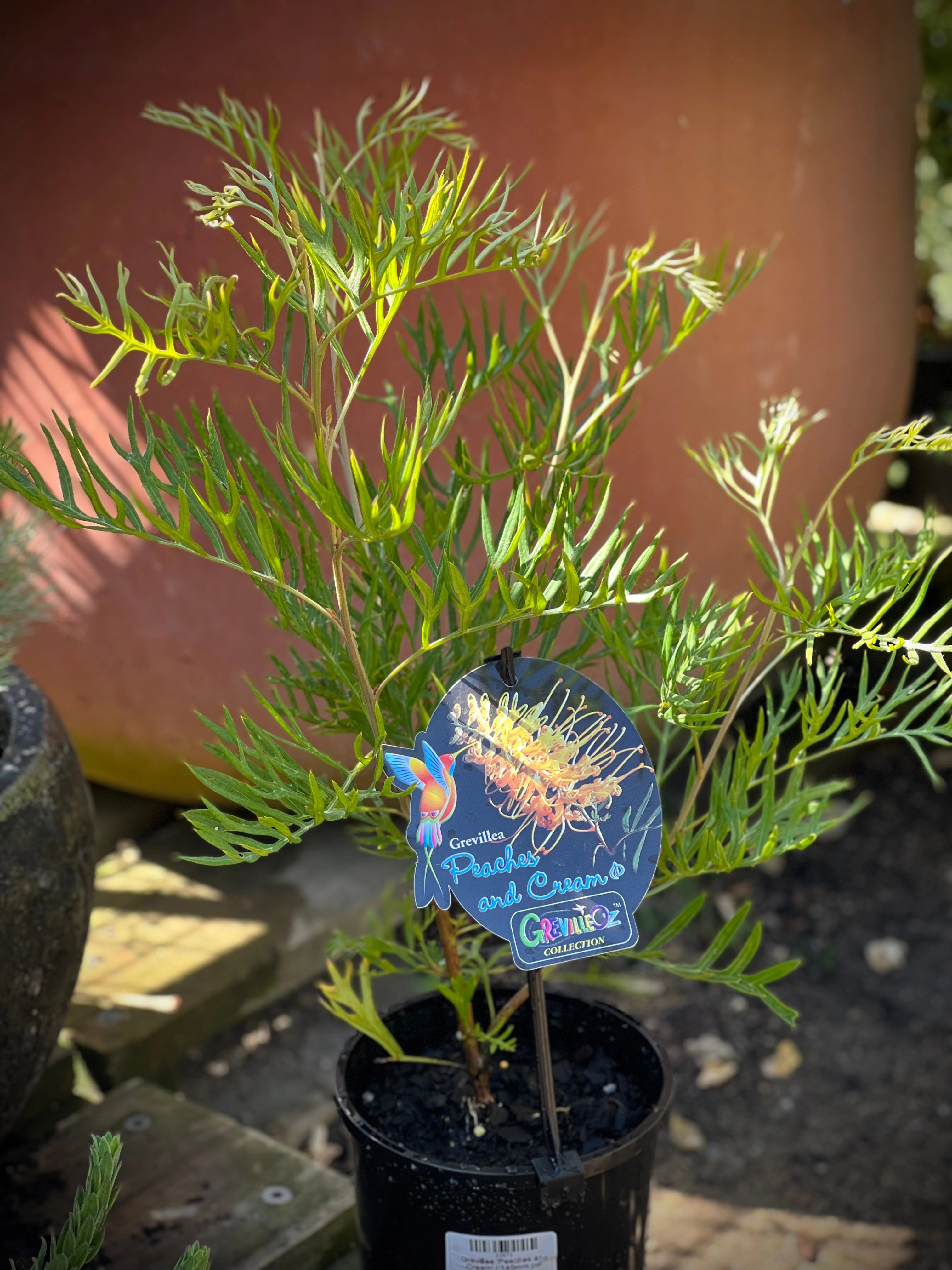 Grevillea 'Peaches and Cream' small flower pot  