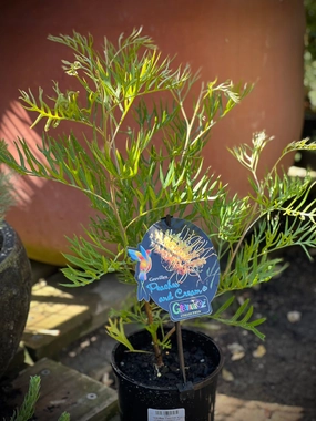 Grevillea 'Peaches and Cream' small flower pot  