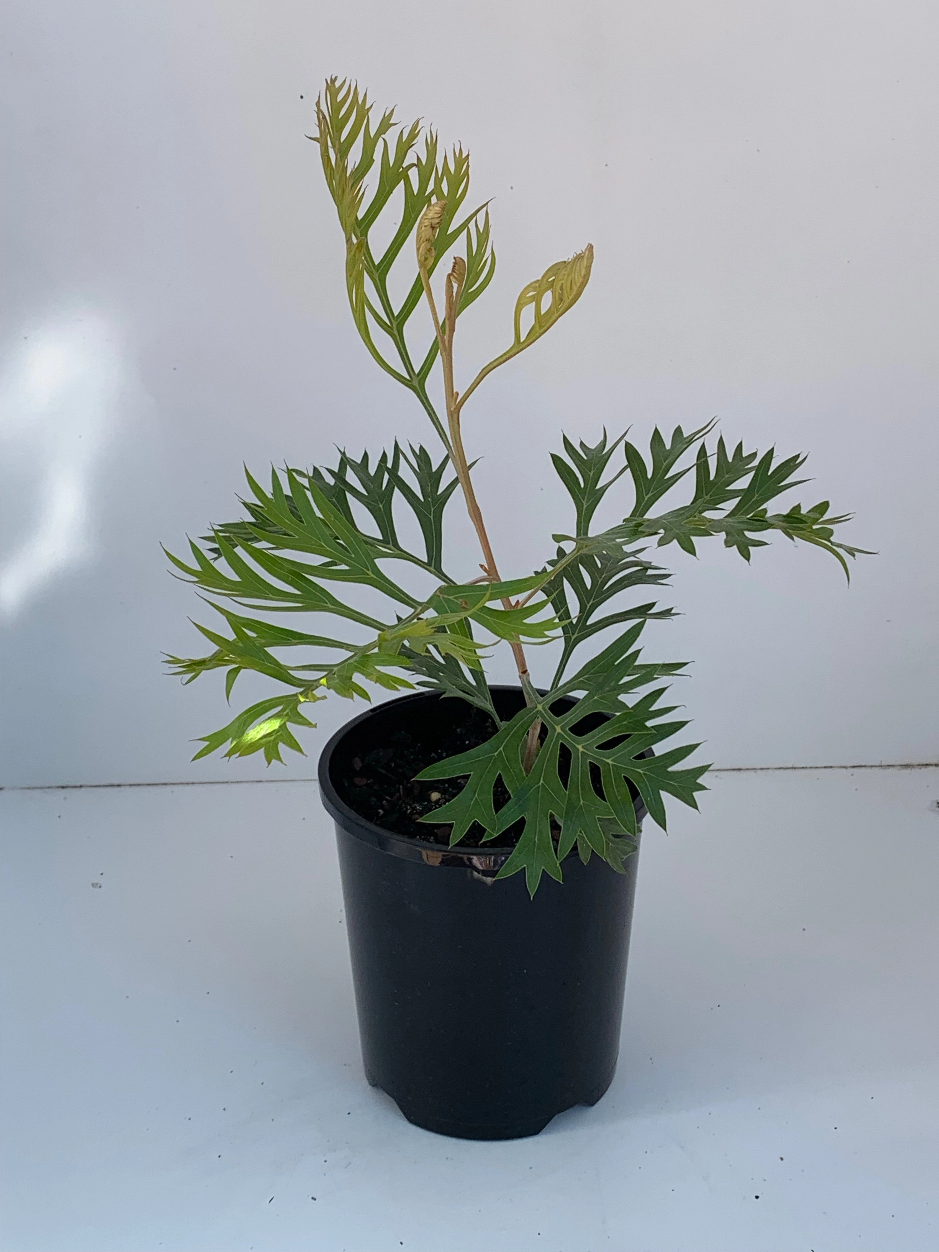 Grevillea 'Robyn Gordon'