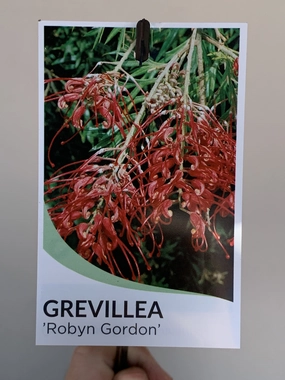 Grevillea 'Robyn Gordon' small flower pot  