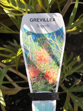 Grevillea 'Superb' small flower pot  