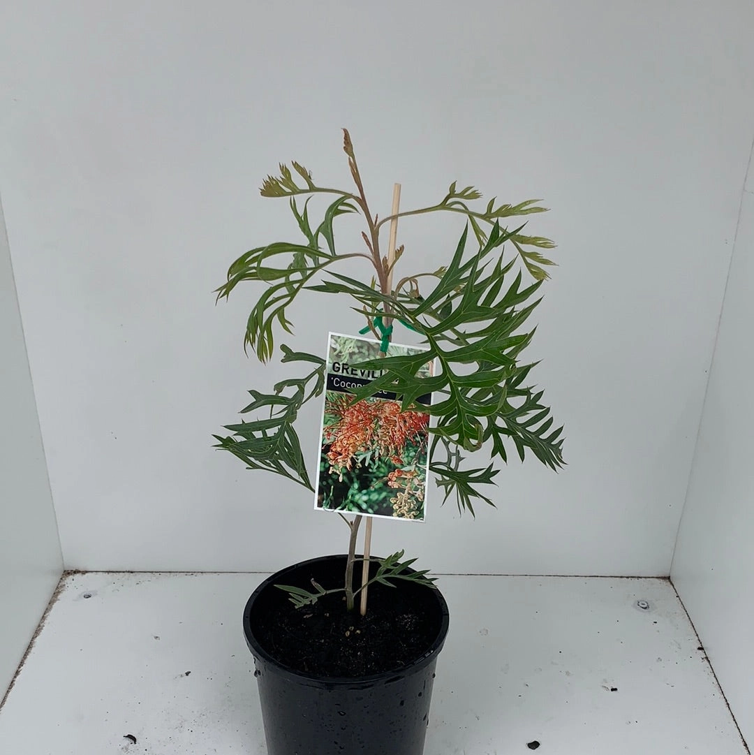 Grevillea Coconut Ice