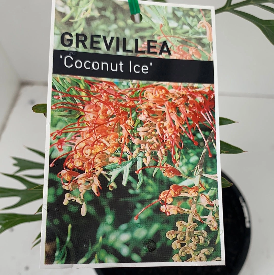 Grevillea Coconut Ice small flower pot  