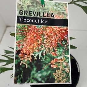 Grevillea Coconut Ice small flower pot  