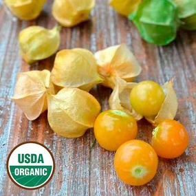 Ground Cherry, Loewen Family Heirloom Organic Seeds floating plant shelf  