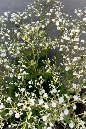 Gypsophila 'Summer Sparkles' #1 decorative flowerpot  