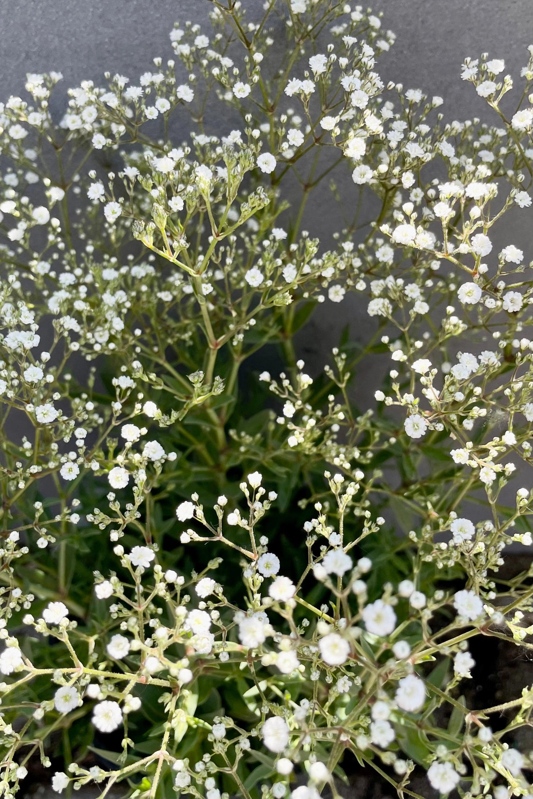 Gypsophila 'Summer Sparkles' #1 decorative flowerpot  
