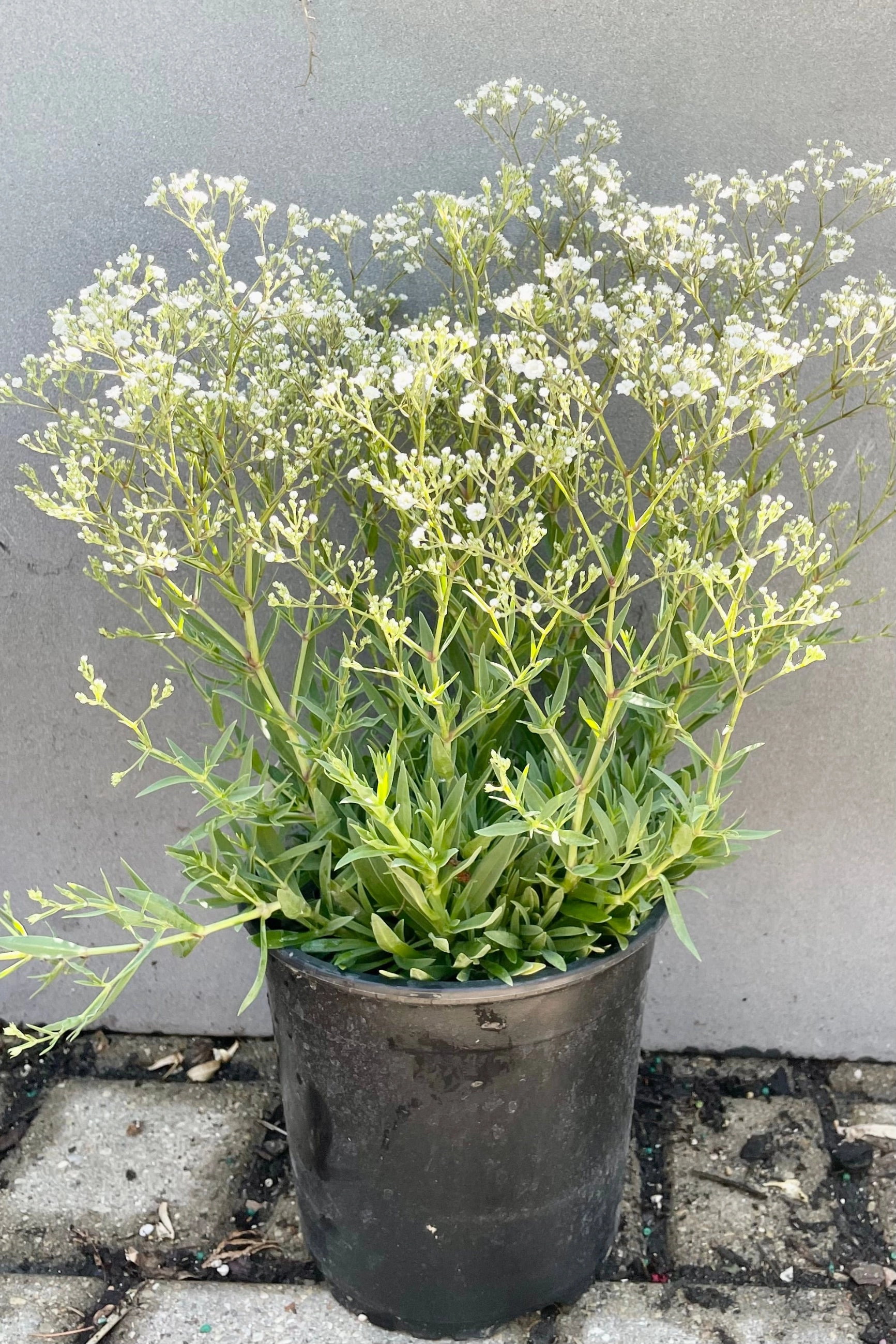 Gypsophila 'Summer Sparkles' #1