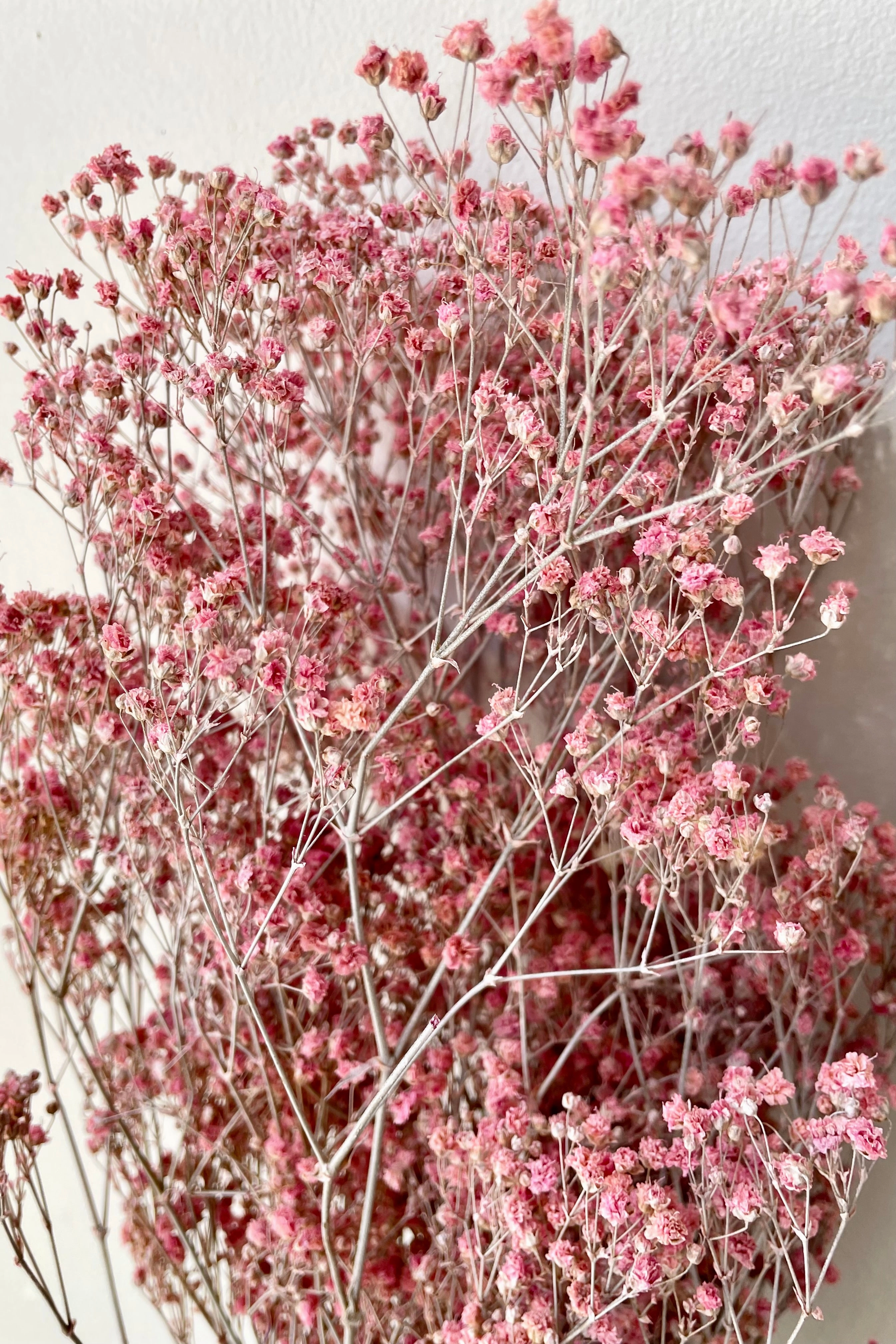 Gypsophila Paniculata Dusty Fuchsia Color Preserved Bunch