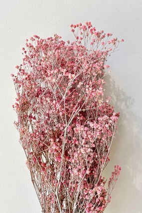 Gypsophila Paniculata Dusty Fuchsia Color Preserved Bunch indoor houseplants  