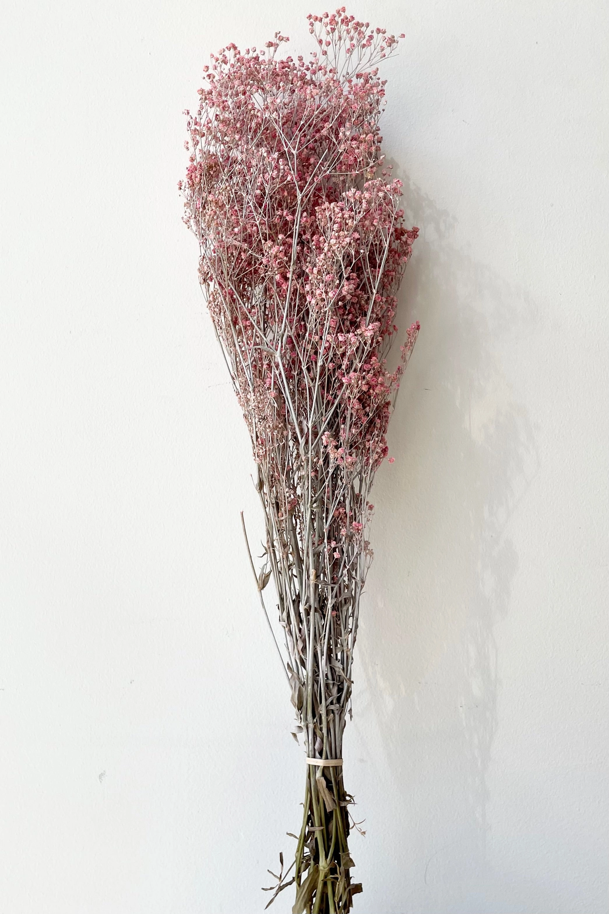 Gypsophila Paniculata Dusty Fuchsia Color Preserved Bunch