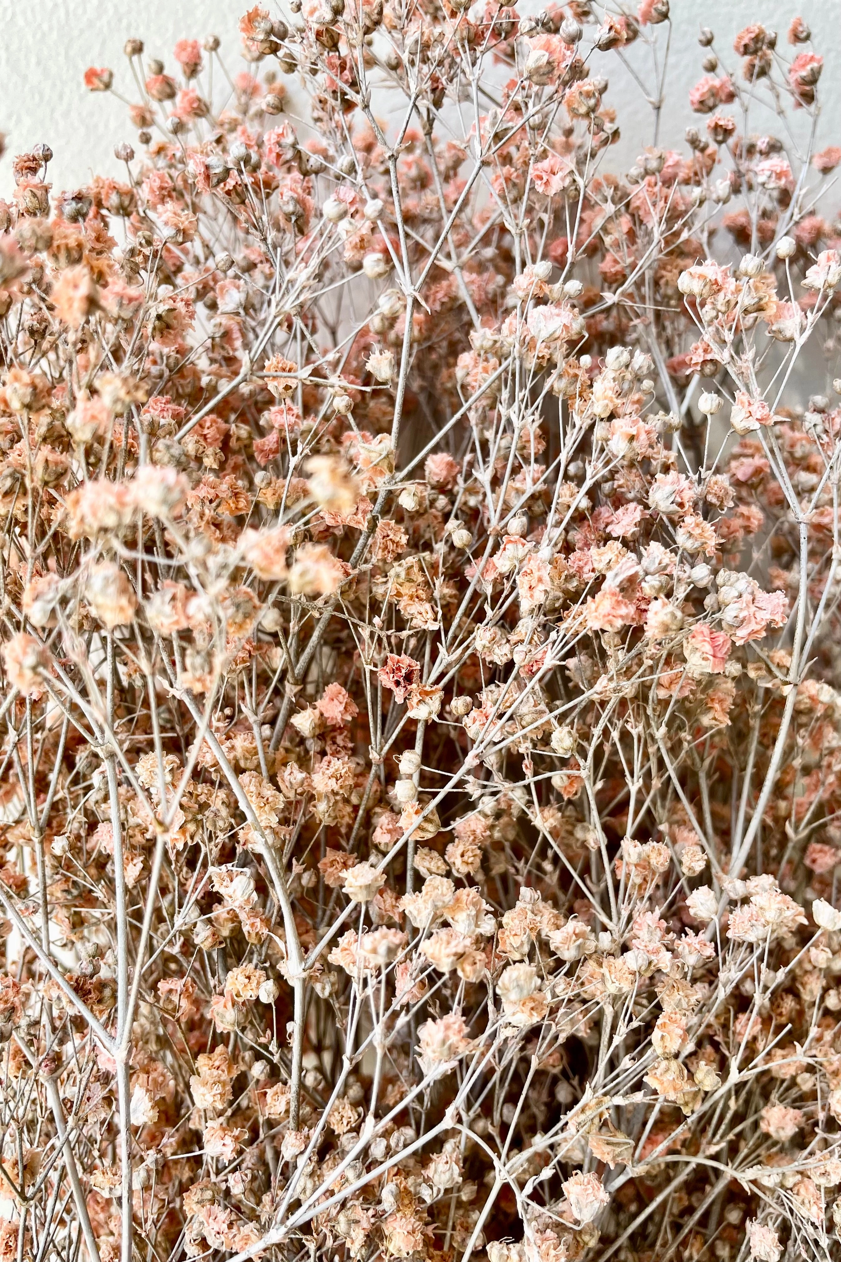 Gypsophila Paniculata Dusty Pink Color Preserved Bunch
