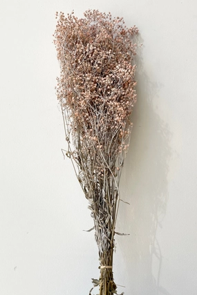 Gypsophila Paniculata Dusty Pink Color Preserved Bunch indoor houseplants  