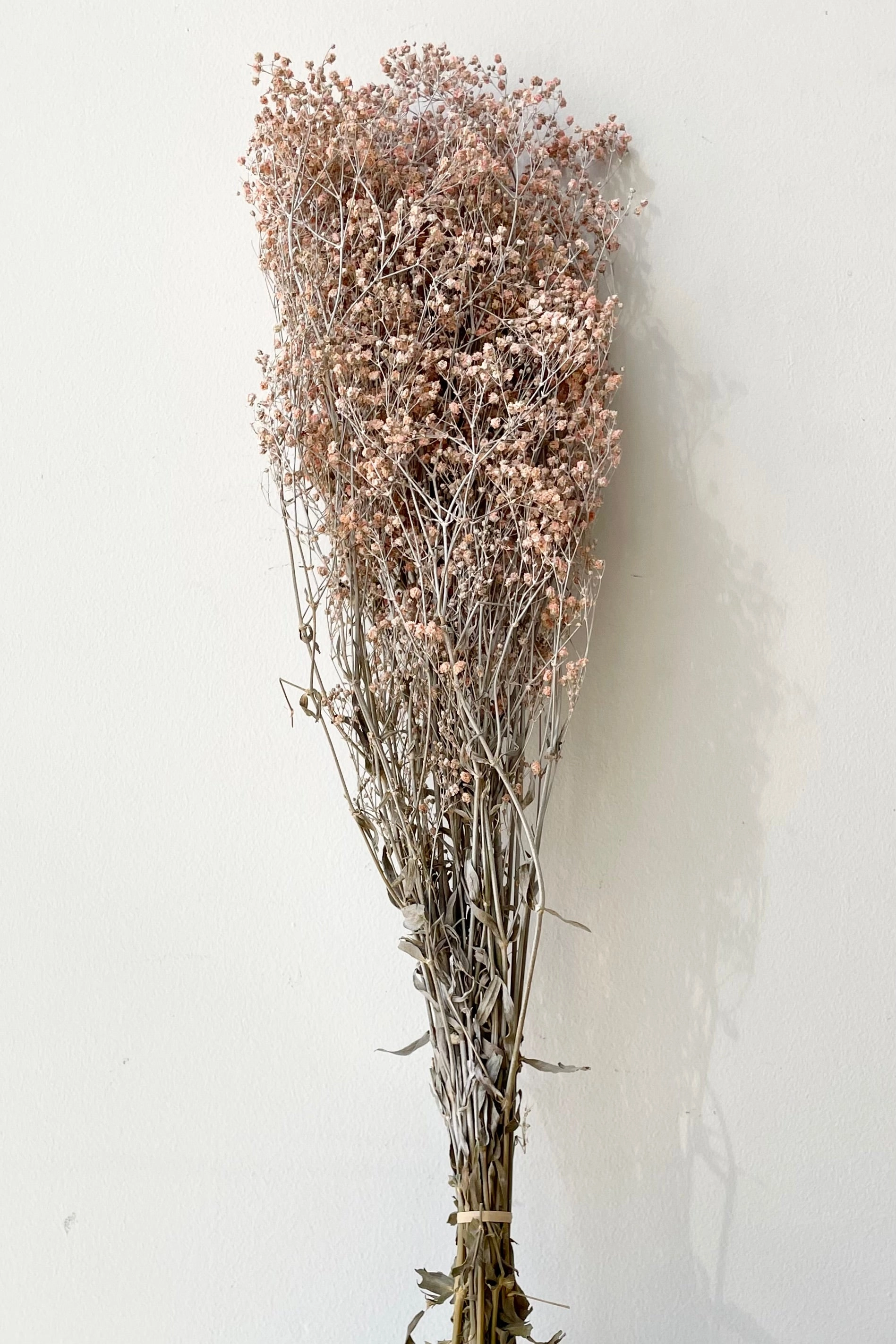 Gypsophila Paniculata Dusty Pink Color Preserved Bunch indoor houseplants  
