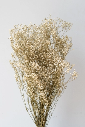 Gypsophila Paniculata Natural Preserved Bunch indoor houseplants  