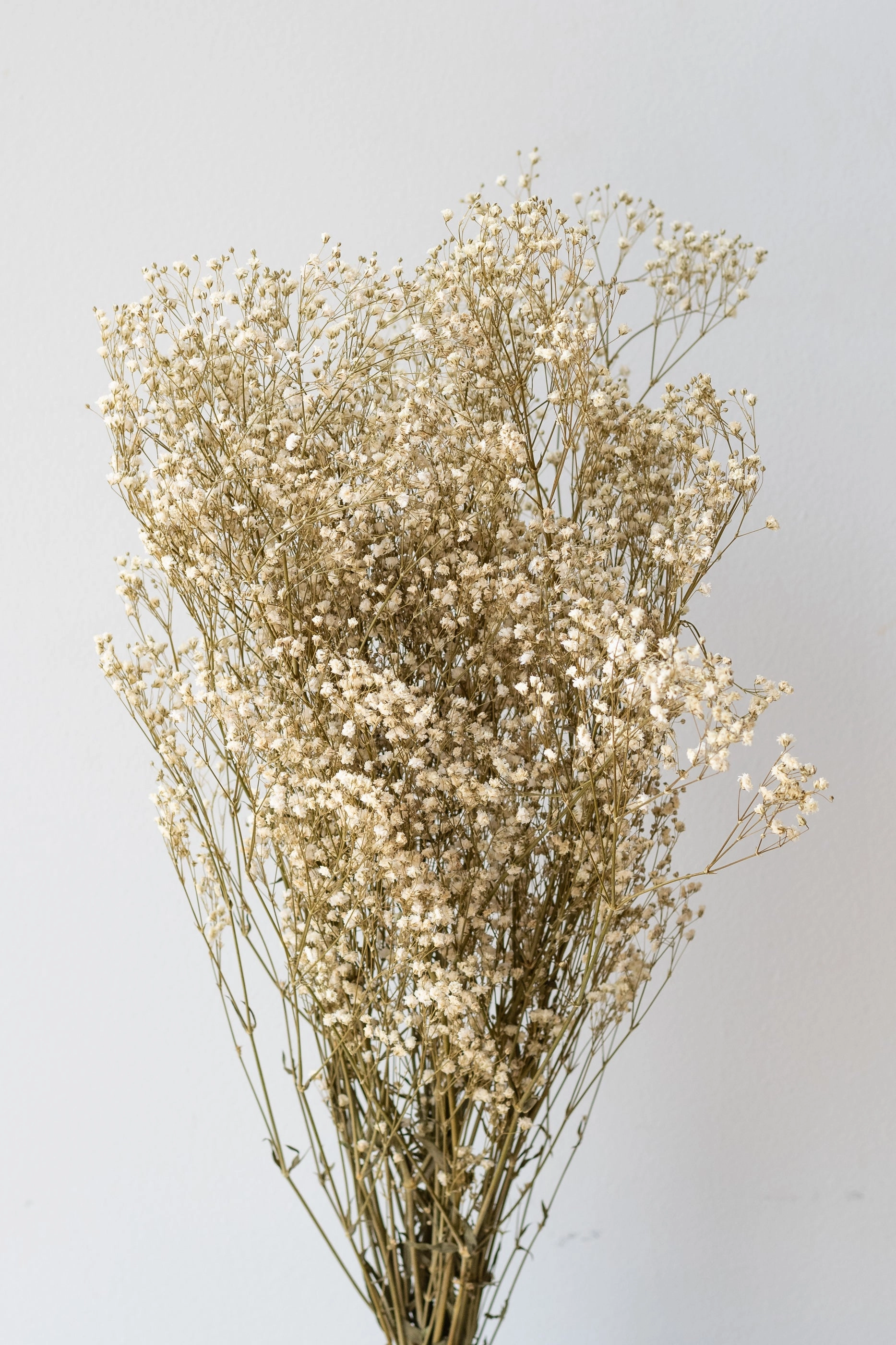 Gypsophila Paniculata Natural Preserved Bunch indoor houseplants  