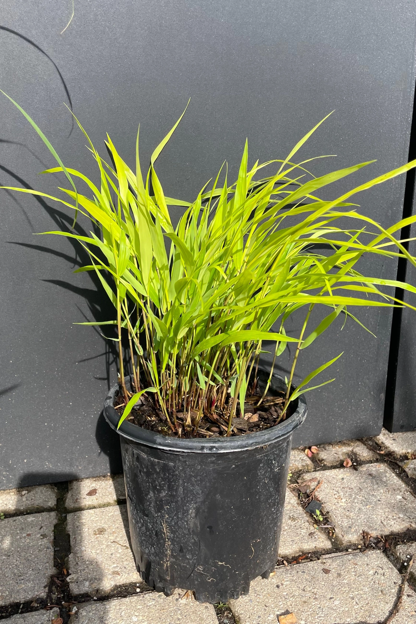 Hakonechloa m. 'All Gold' #1