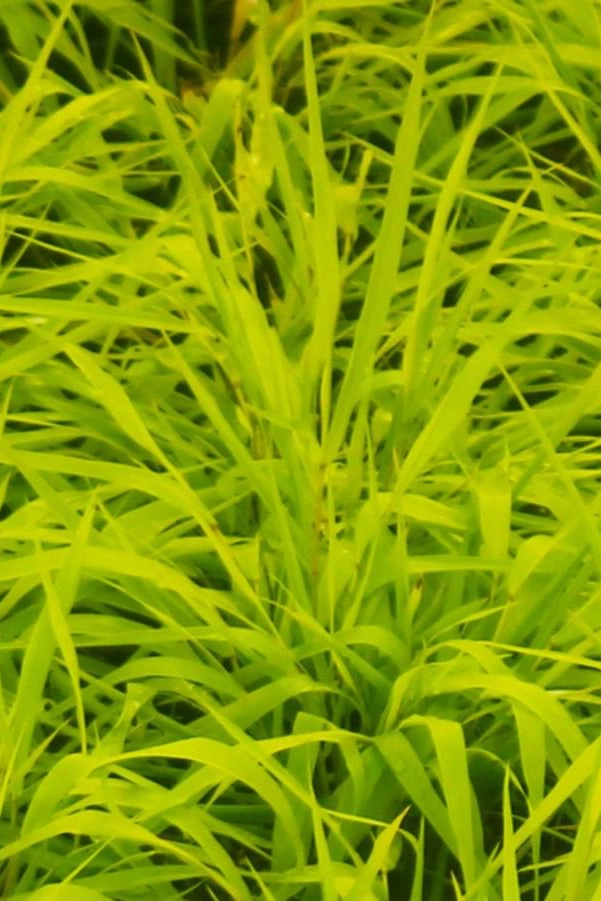 Hakonechloa m. 'All Gold' #1