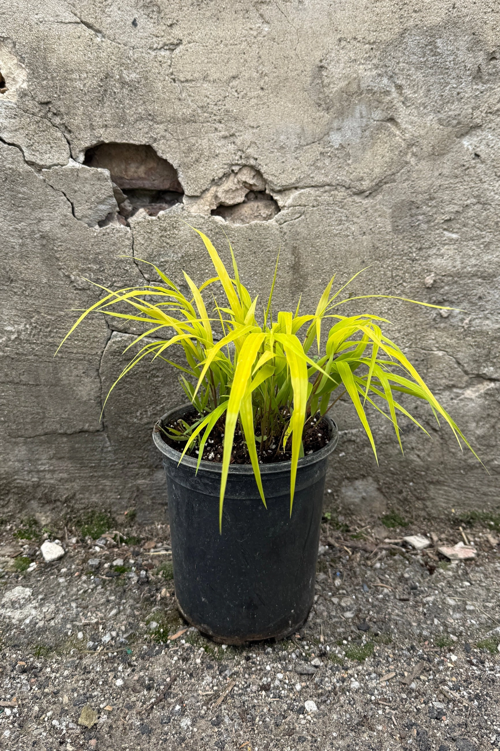Hakonechloa m. 'All Gold' #1