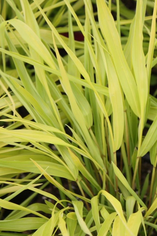 Hakonechloa m. 'All Gold' #1