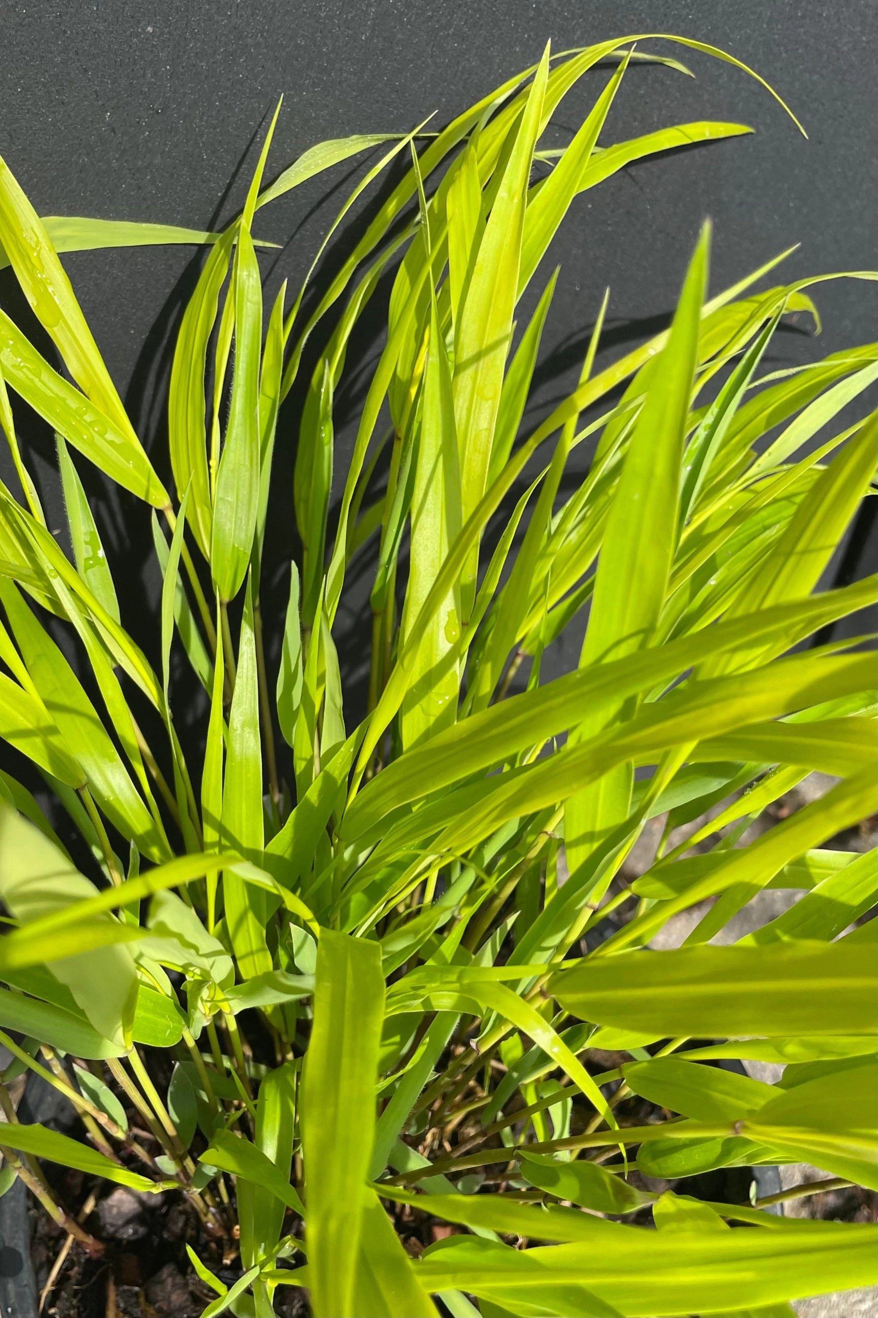 Hakonechloa m. 'All Gold' #1
