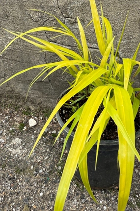 Hakonechloa m. 'All Gold' #1 decorative flowerpot  
