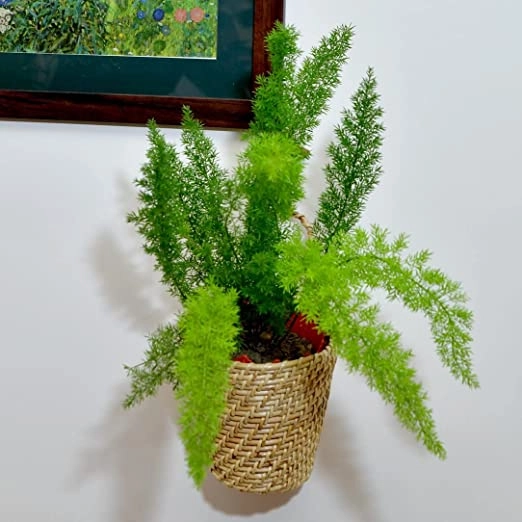 Handcrafted Natural Wall mounted Cane Planter With Hook To Hang (10 x 15, D-15 cm)