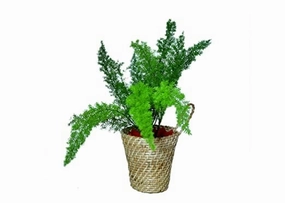 Handcrafted Natural Wall mounted Cane Planter With Hook To Hang (10 x 15, D-15 cm) shade perennial  