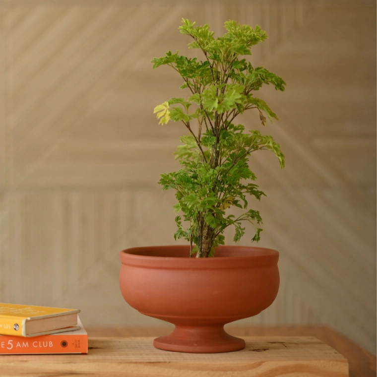 Handcrafted Terracotta Urli Pot for Plants shade perennial  