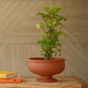 Handcrafted Terracotta Urli Pot for Plants shade perennial  