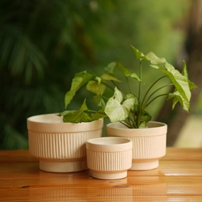 Handi Ribbed Ceramic Planter (Cream) shade perennial  