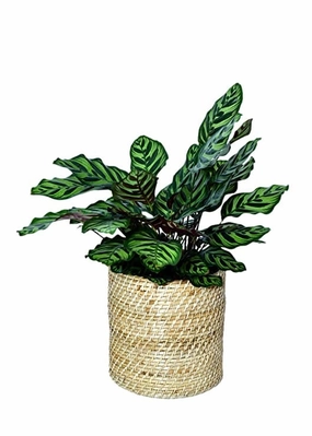 Handmade Natural Cane Planter (H:25 cm, Dia: 25cm) classic flowerpot  