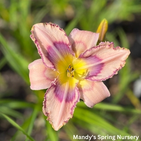 Handwriting On The Wall Reblooming Daylily | Hemerocallis traditional flower vase  