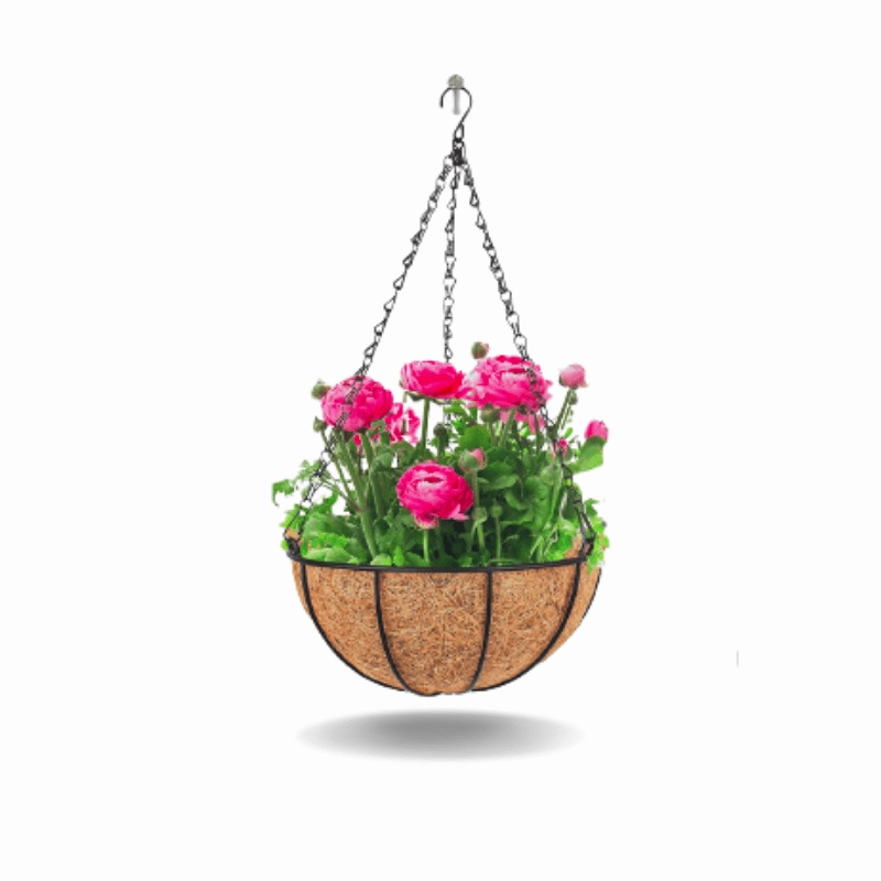 Hanging Coir Planter (Metal Hanger) cactus succulent plant  