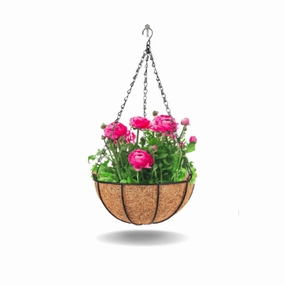 Hanging Coir Planter (Metal Hanger) cactus succulent plant  