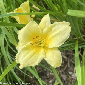 Happy Returns Daylily | Hemerocallis traditional flower vase  
