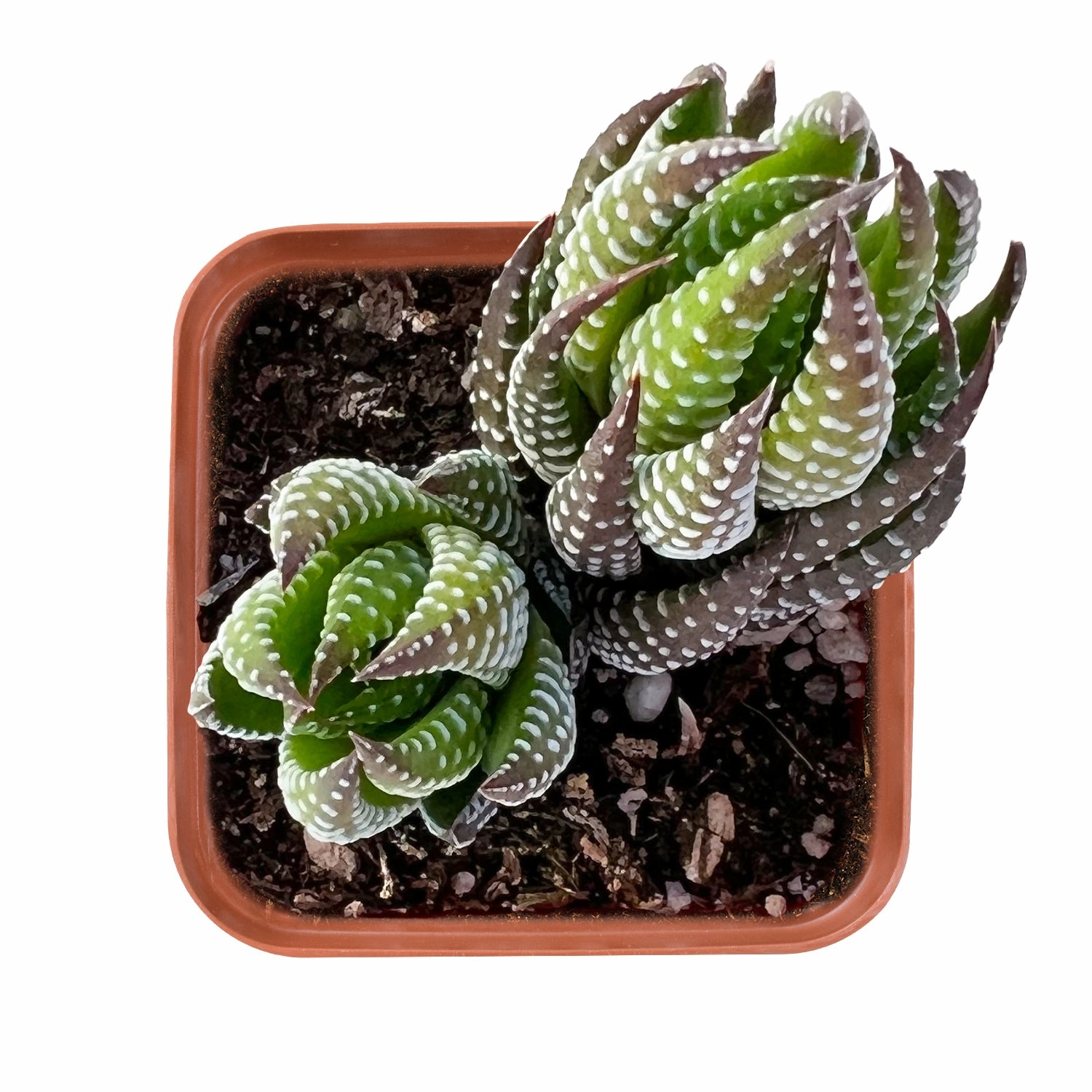 Haworthia coarctata