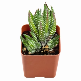 Haworthia coarctata mini ornamental plant  