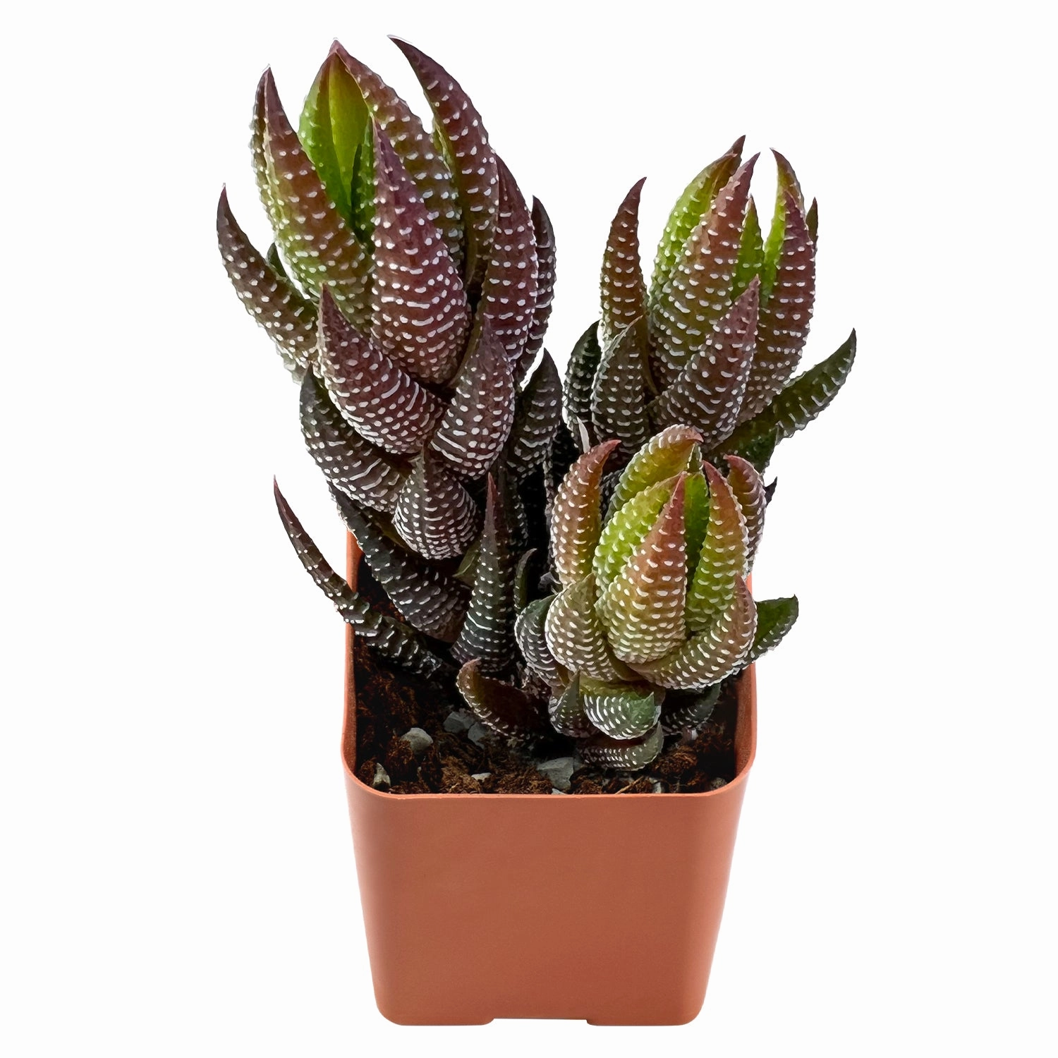 Haworthia coarctata var. adelaidensis
