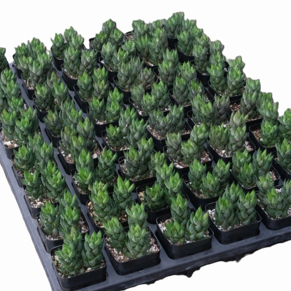 Haworthia coarctata var. adelaidensis Bulk 54 Tray - 2in Pot