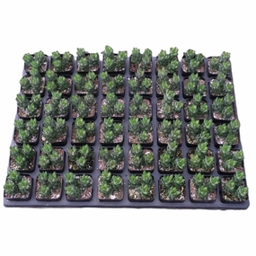 Haworthia coarctata var. adelaidensis Bulk 54 Tray - 2in Pot mini ornamental plant  