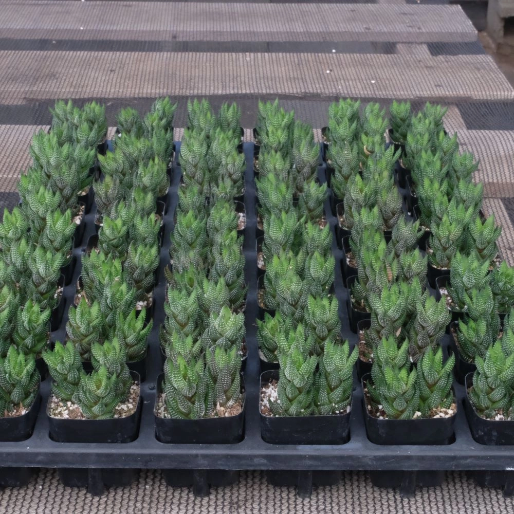 Haworthia coarctata var. adelaidensis Bulk 54 Tray - 2in Pot