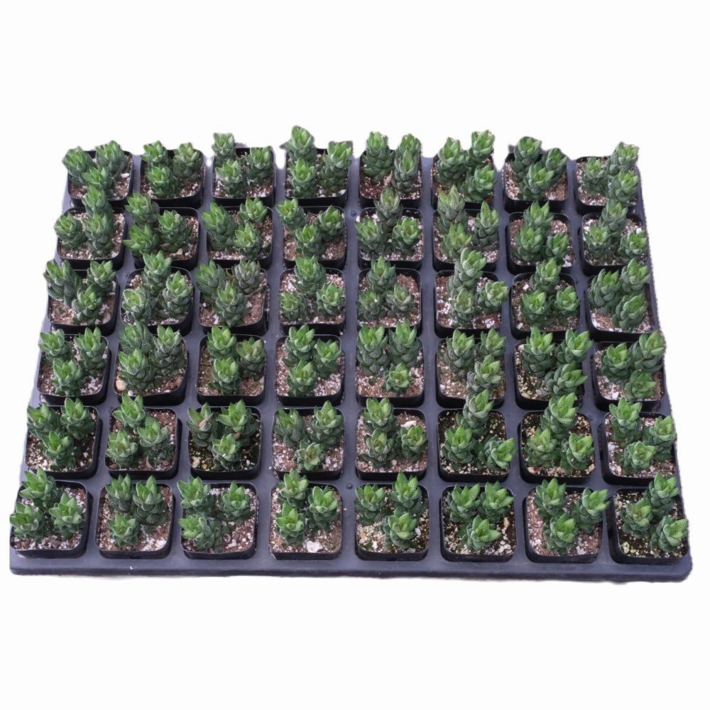 Haworthia coarctata var. adelaidensis Bulk 54 Tray - 2in Pot mini ornamental plant  