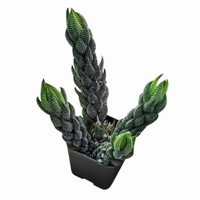 Haworthia coarctata var. adelaidensis mini ornamental plant  