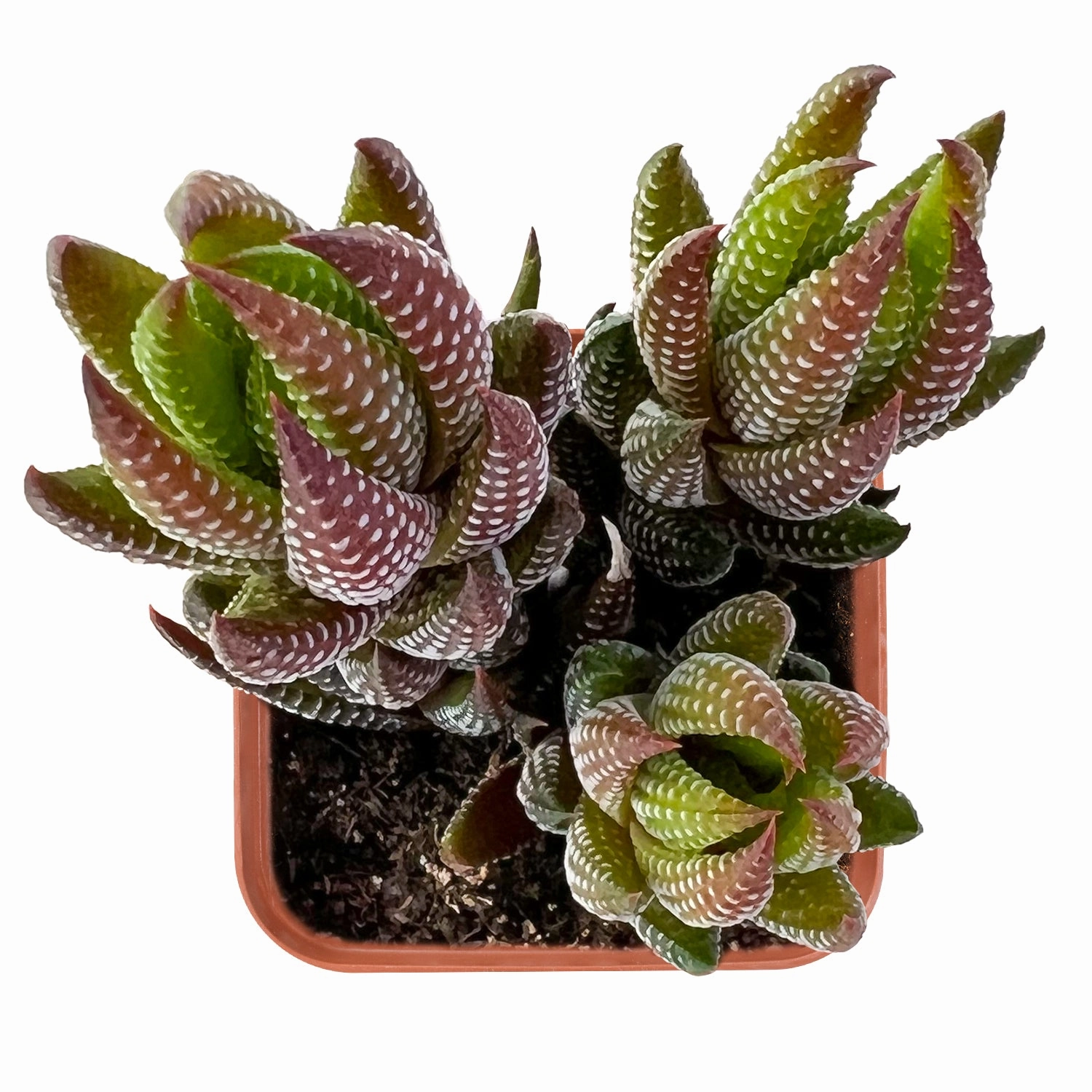 Haworthia coarctata var. adelaidensis